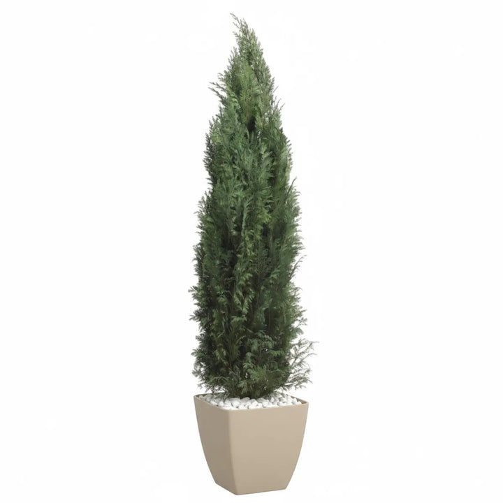 Thuja Columnaris Lebensbaum konserviert (150 cm)