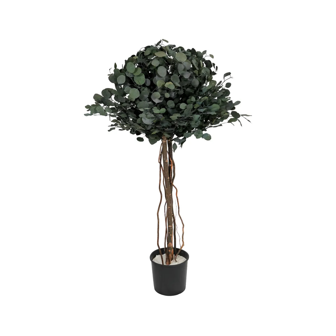 Popolus Krone ohne Topf 130 cm