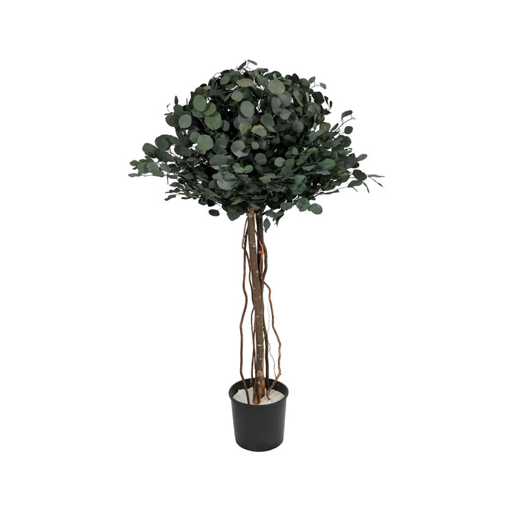 Popolus Krone ohne Topf 130 cm