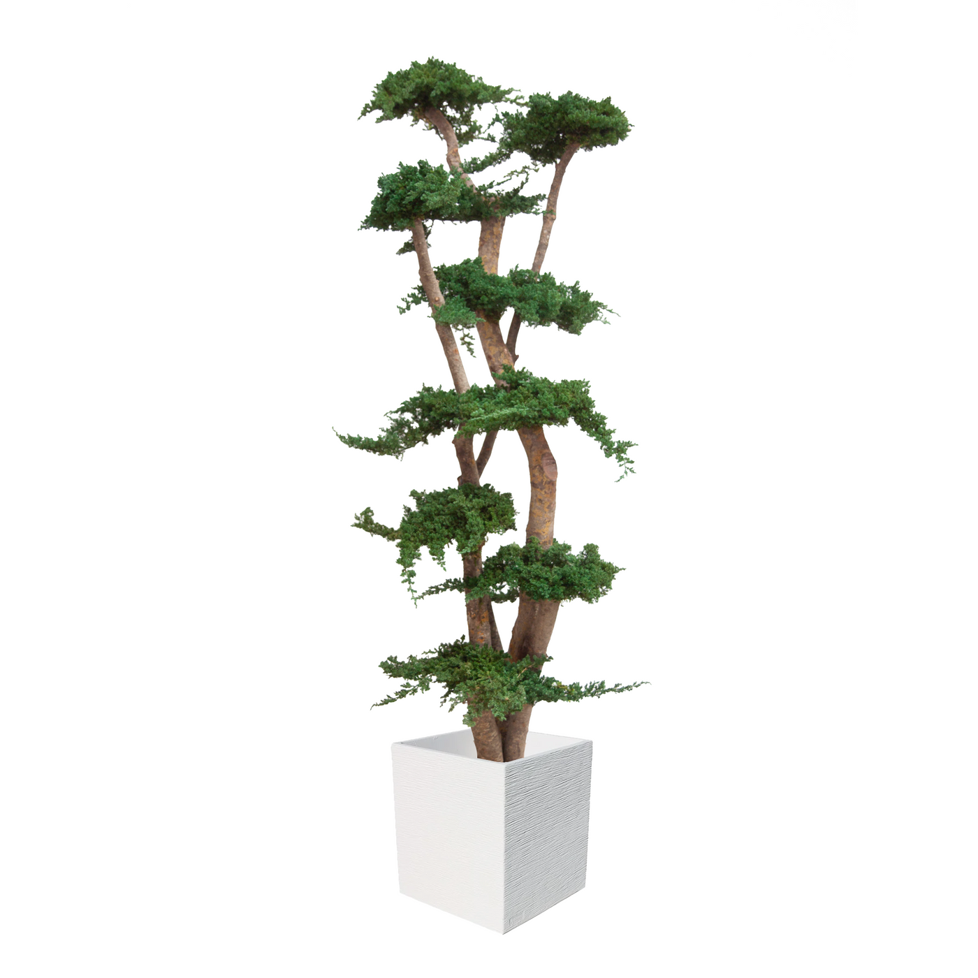 Juniperus Baum