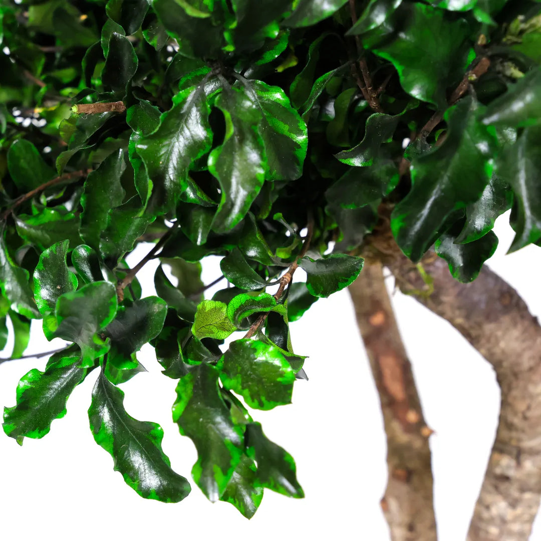 Blattwerk Pittosporum