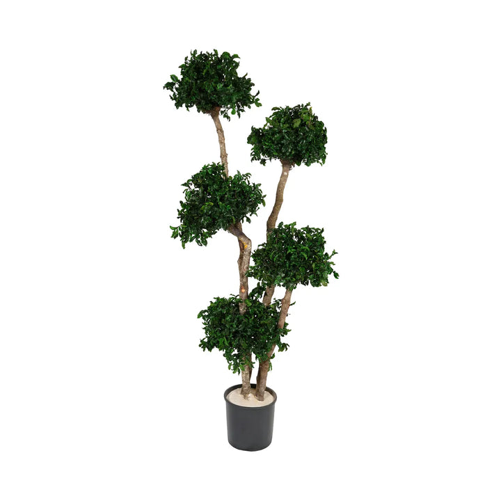 Pittosporum Baum stabilisiert 150 cm ohne Topf