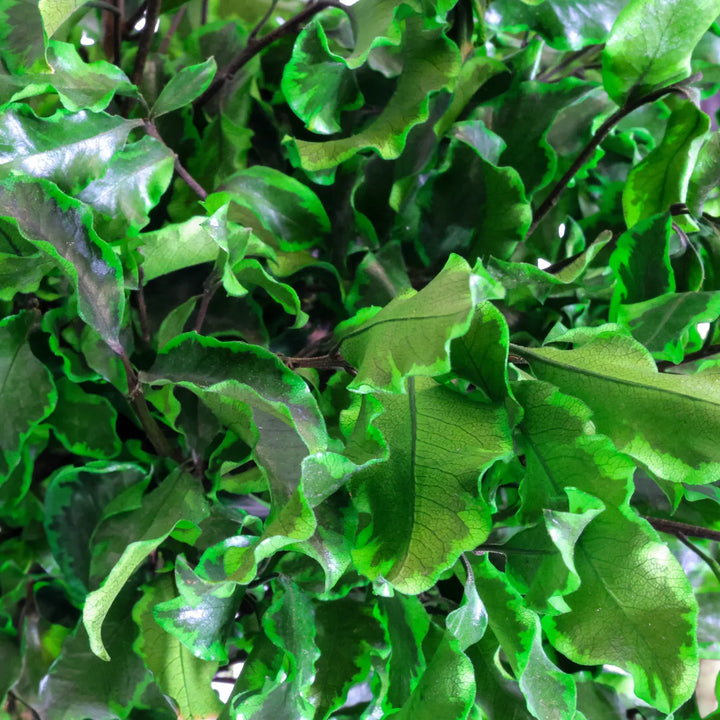 Pittosporum Baum 180 cm Detail