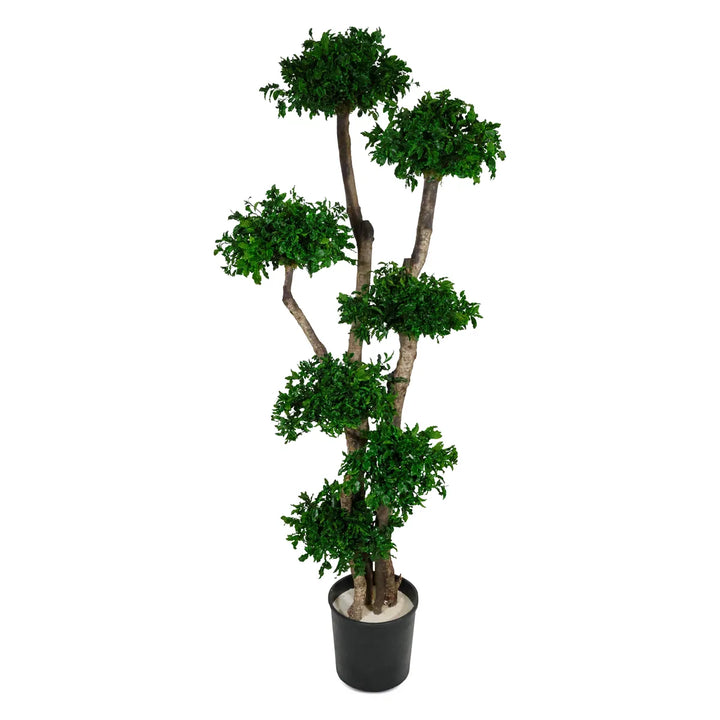 Pittosporum Baum 180 cm
