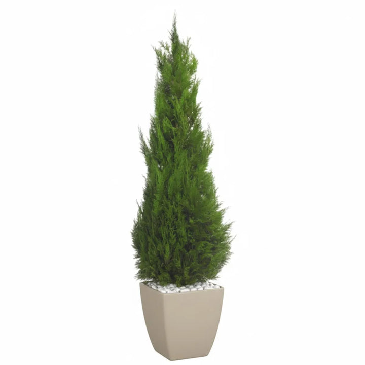 Konifere 150 cm in Topf