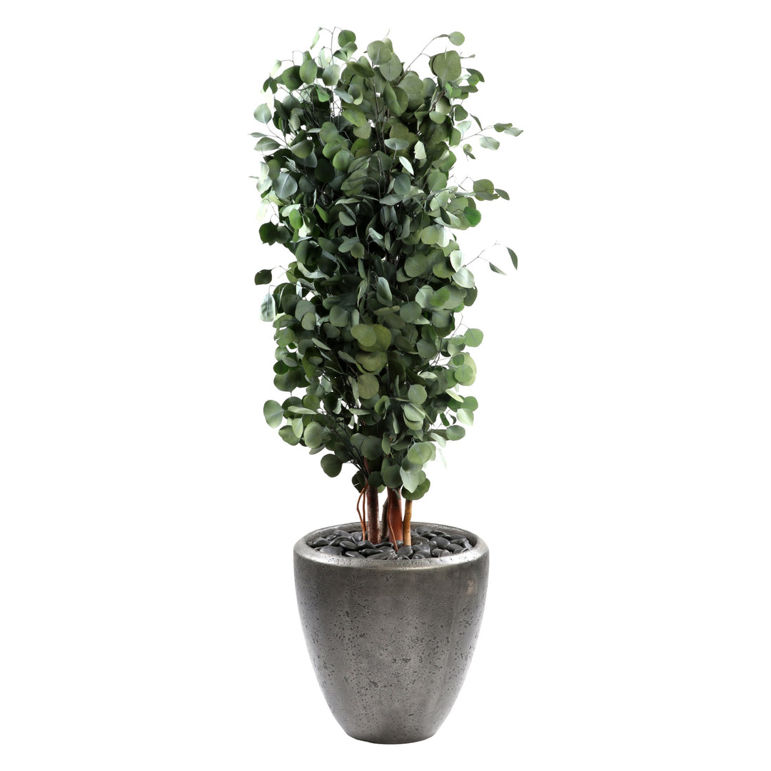 Populus schmal 130 cm