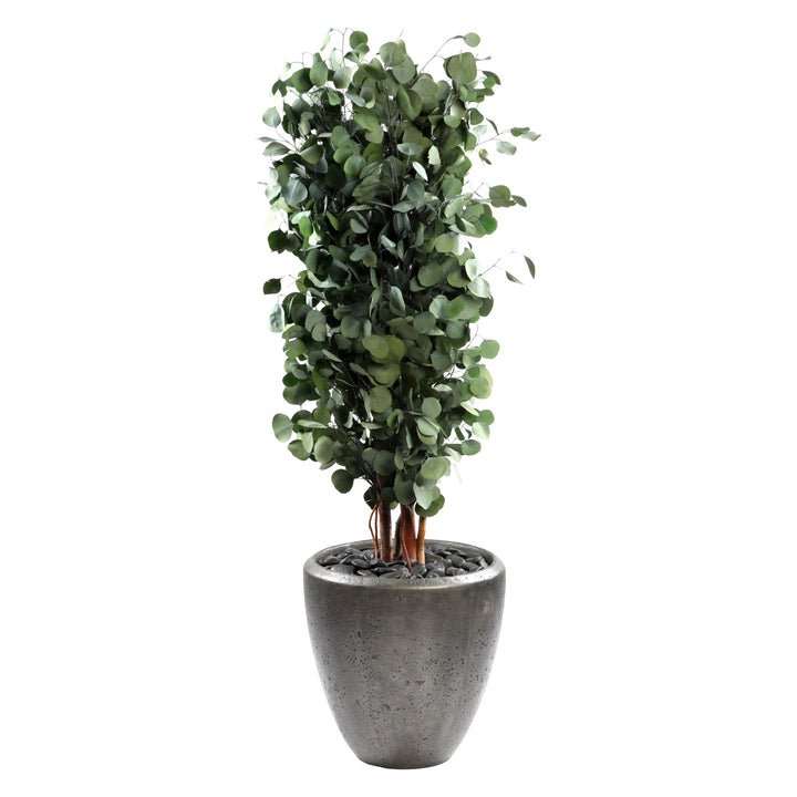 Populus schmal 130 cm
