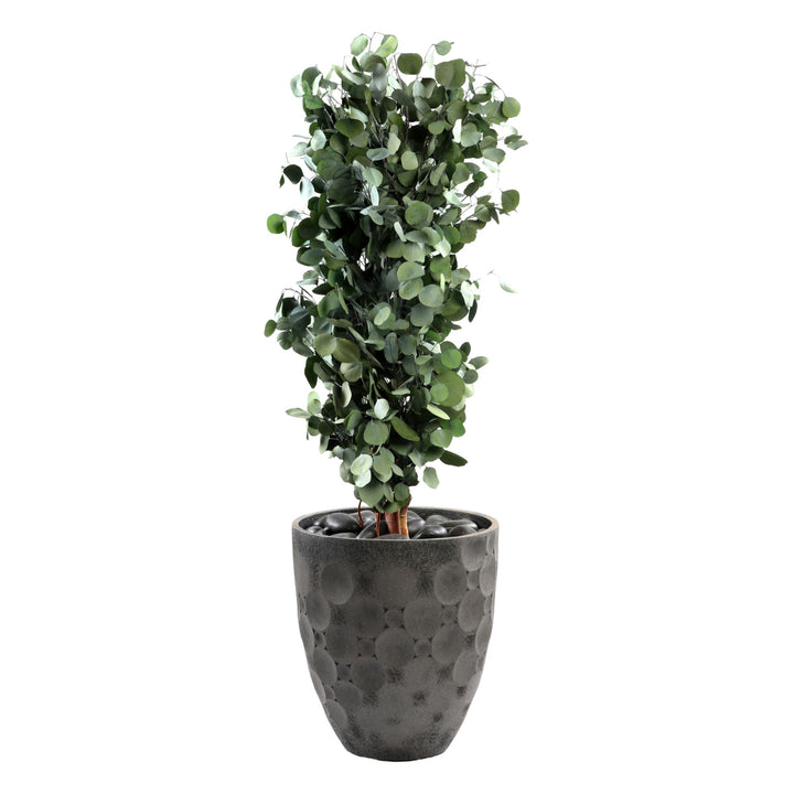 Populus Slim