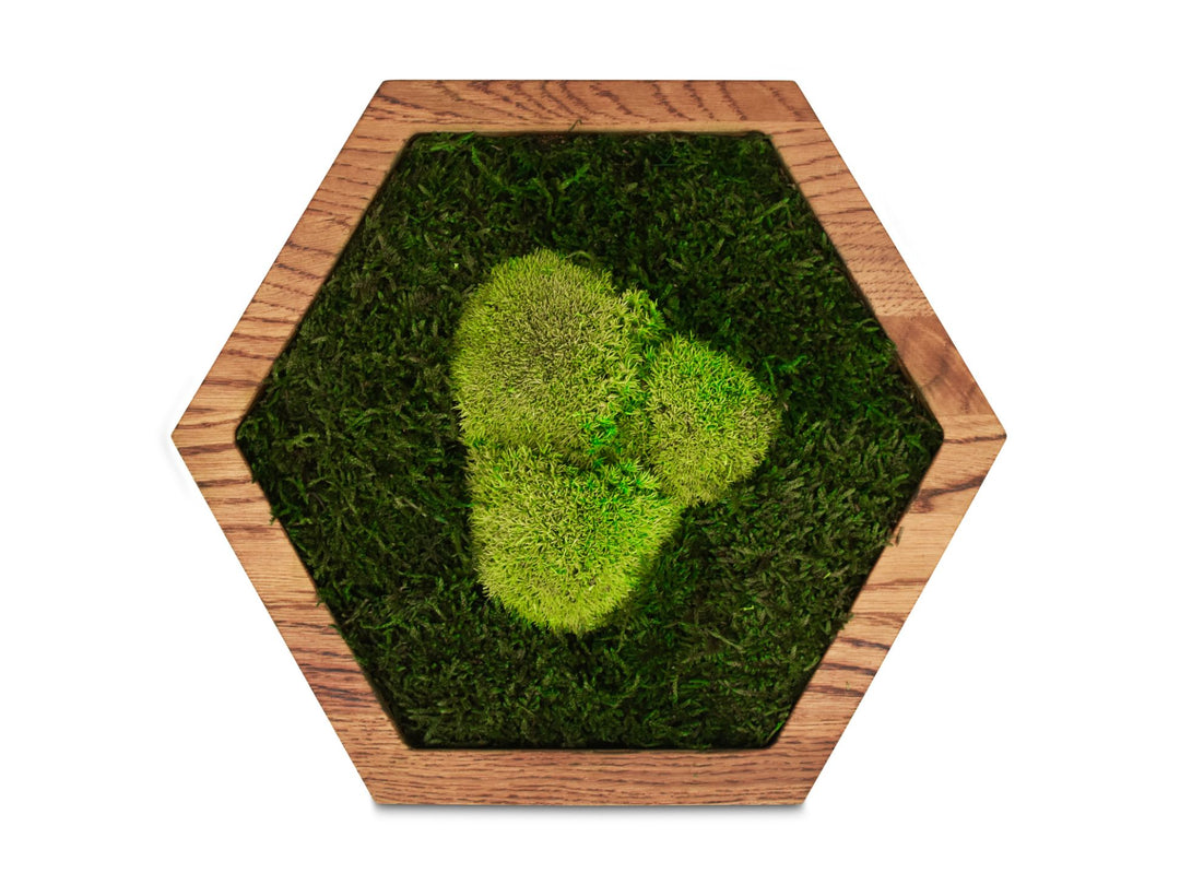 Hexagon mit Wald-Kugelmoos front