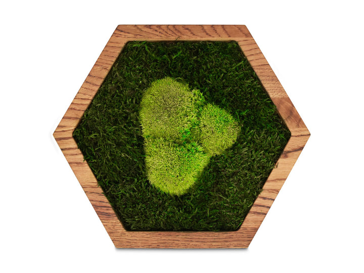 Hexagon mit Wald-Kugelmoos front