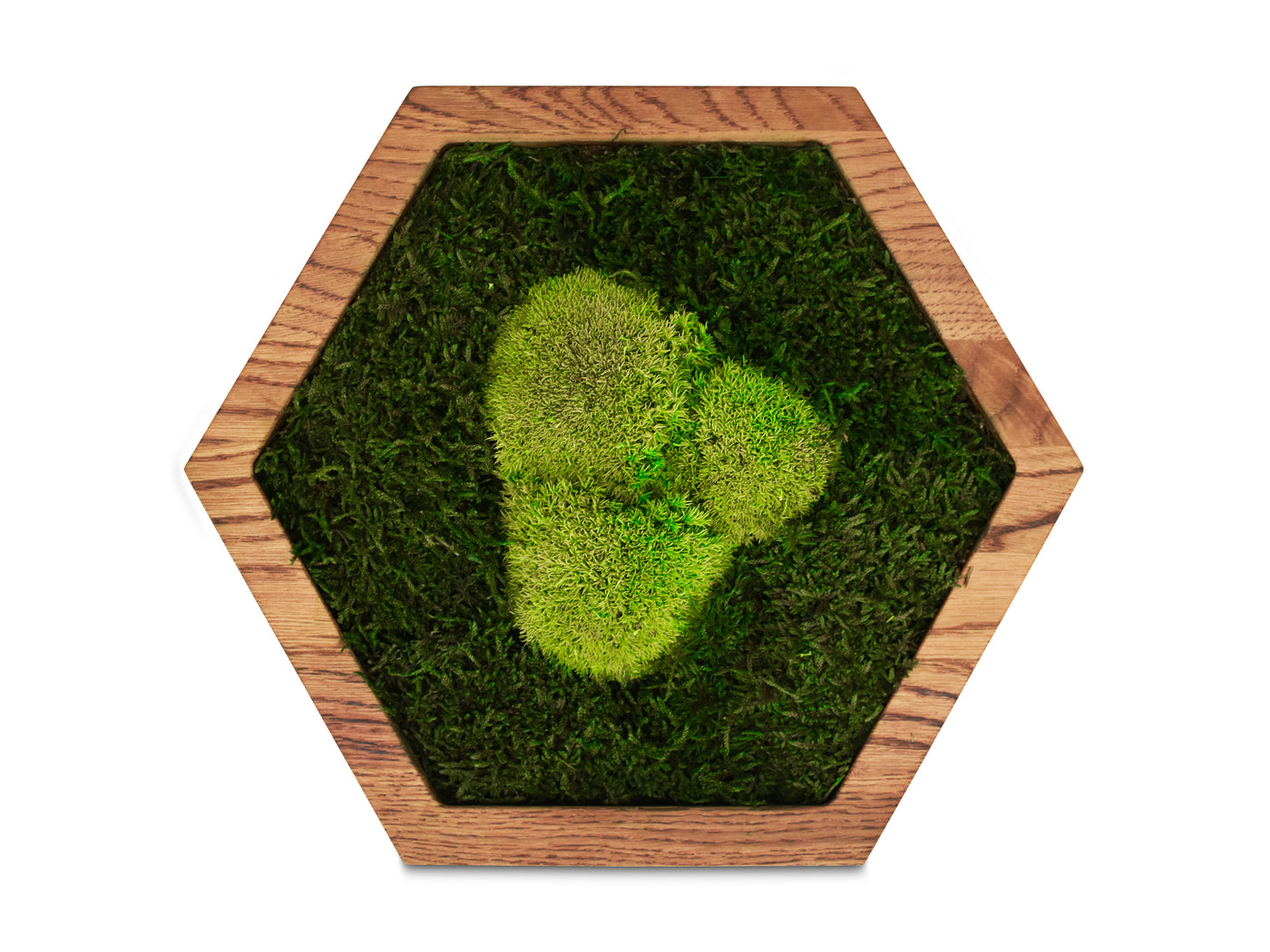 Hexagon Wandpaneele - Wald- und Kugelmoos