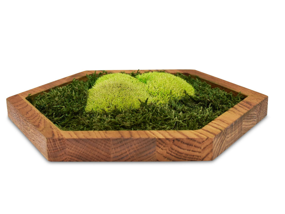 Hexagon Wandpaneel mit Wald-Kugelmoos