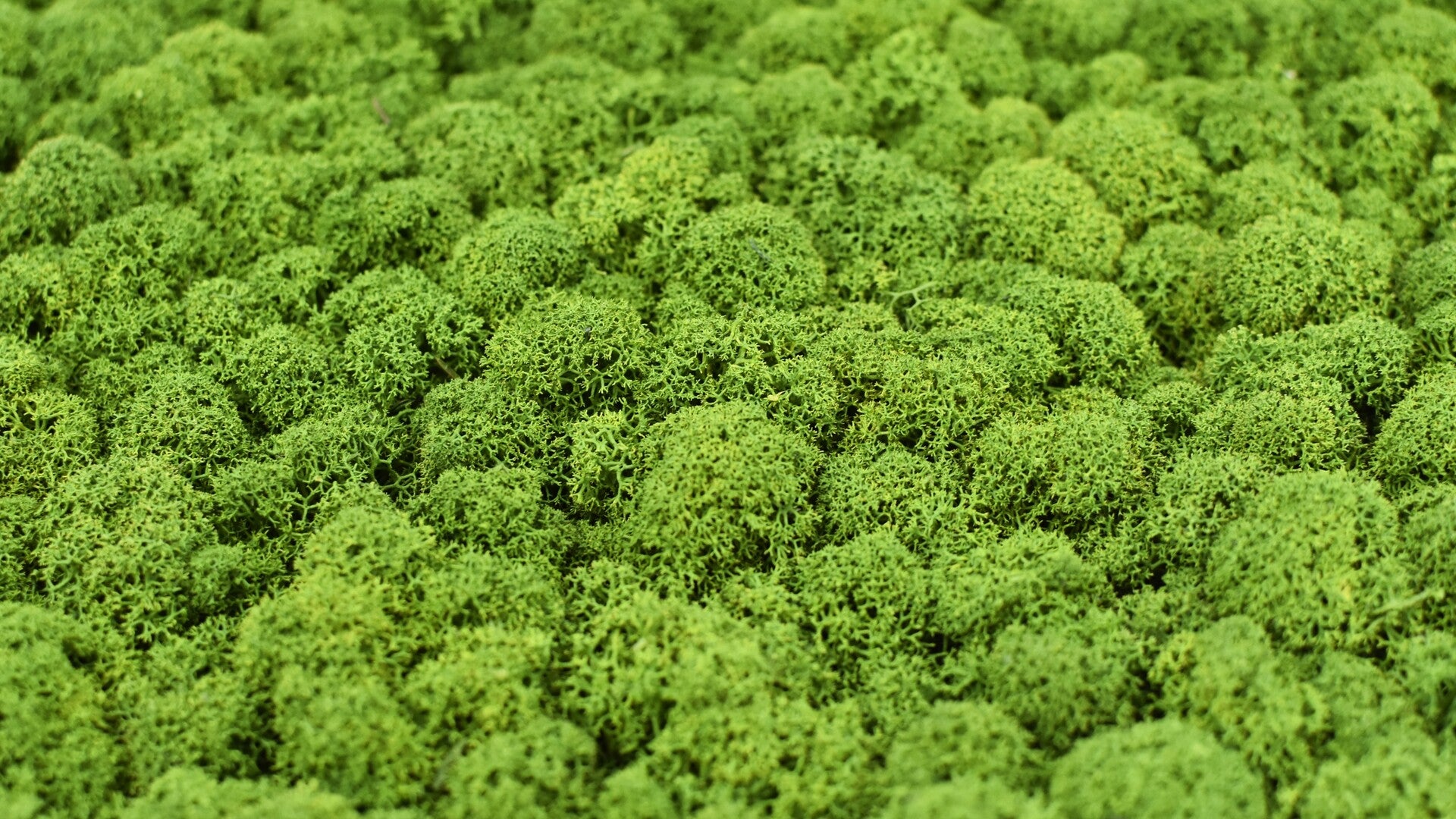 Islandmoos in Apfelgrün von der Seite in einem Moosbild und einer Mooswand