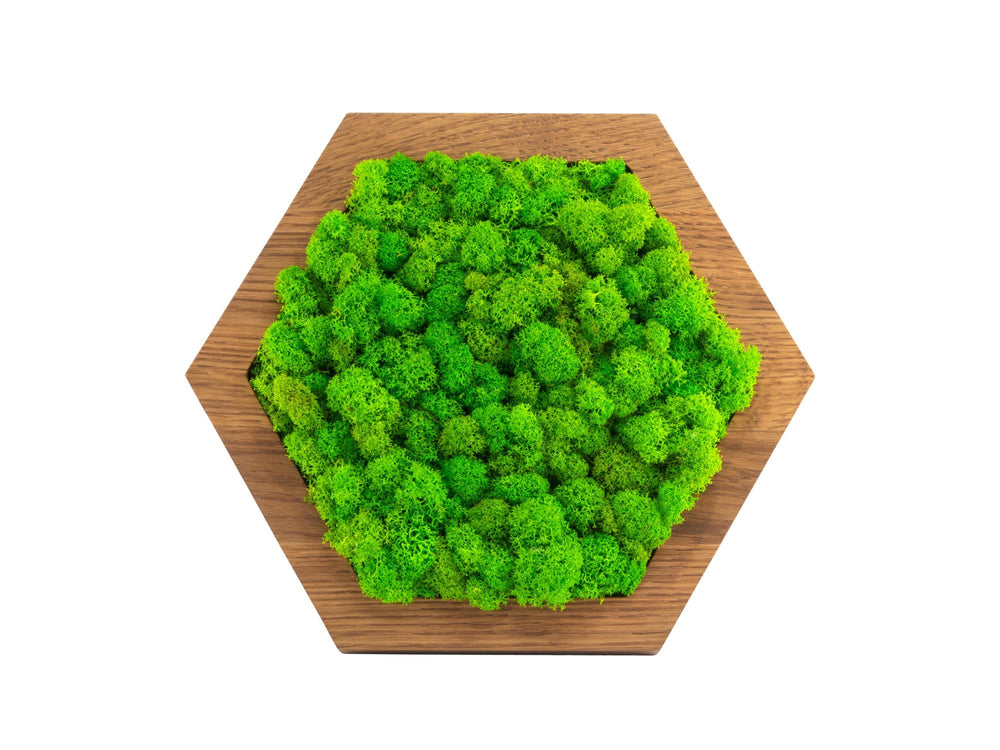 Hexagon Islandmoos apfelgrün