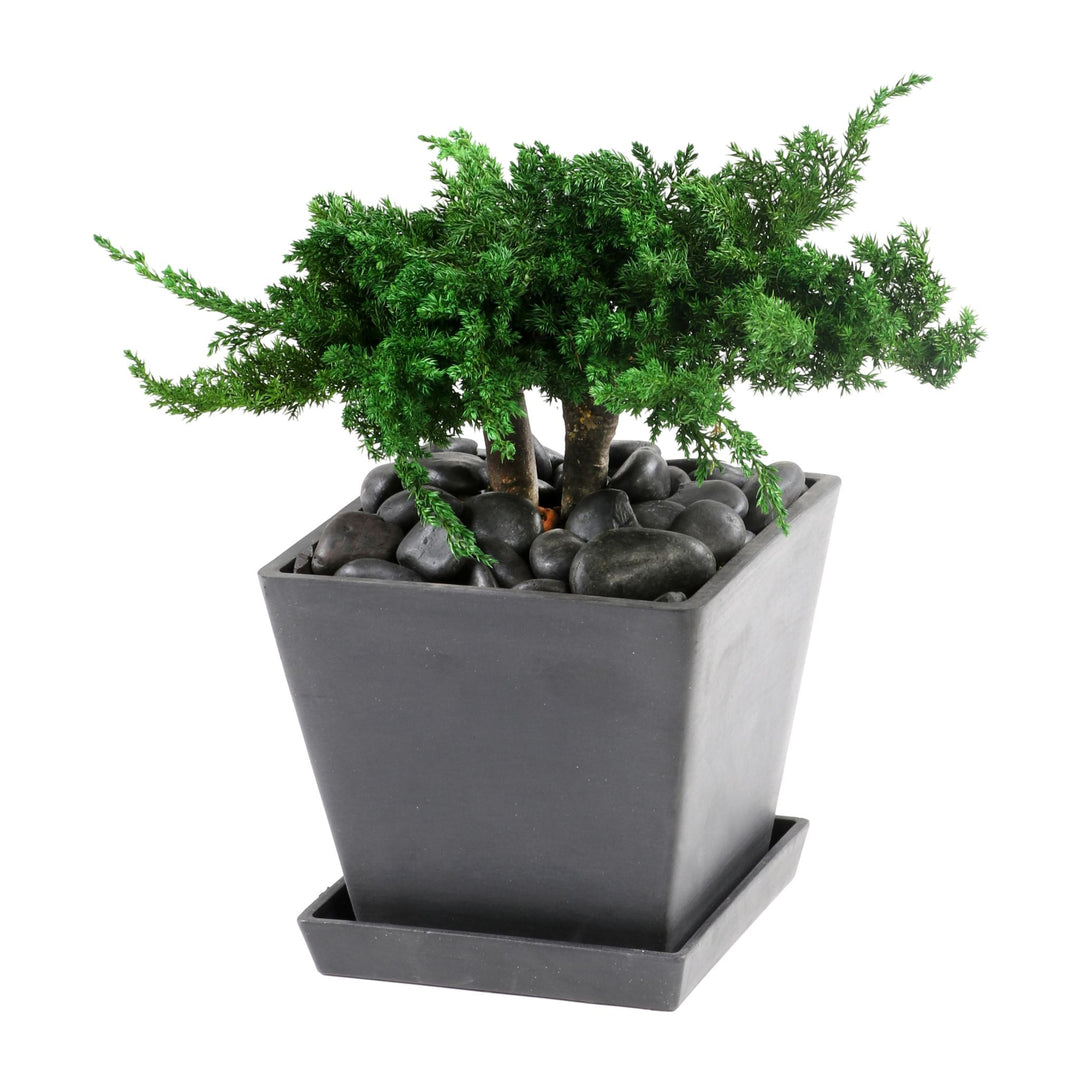 Juniperus Bonsai 25 cm