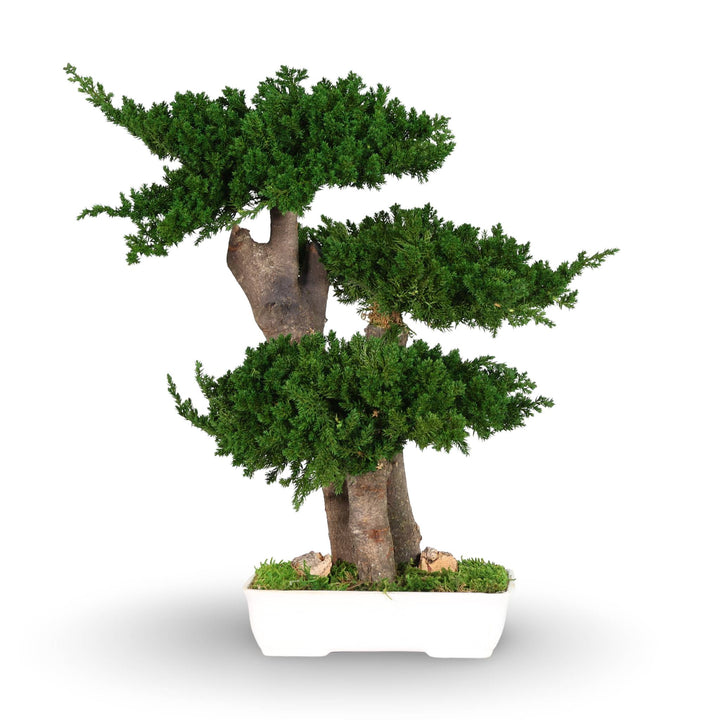 Juniperus Bonsai 50 cm