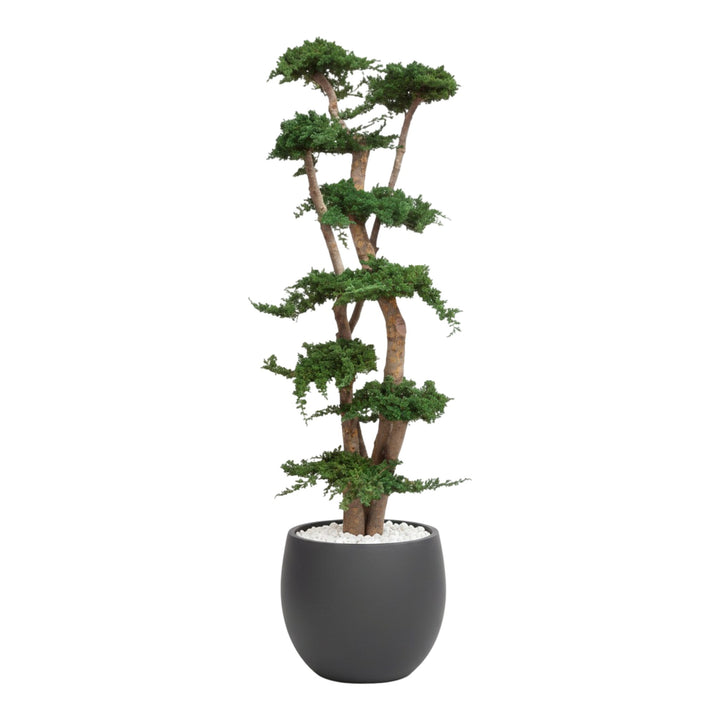 Juniperus Bonsai Baum mit Topf in anthrazit 190cm hohe Pflanze