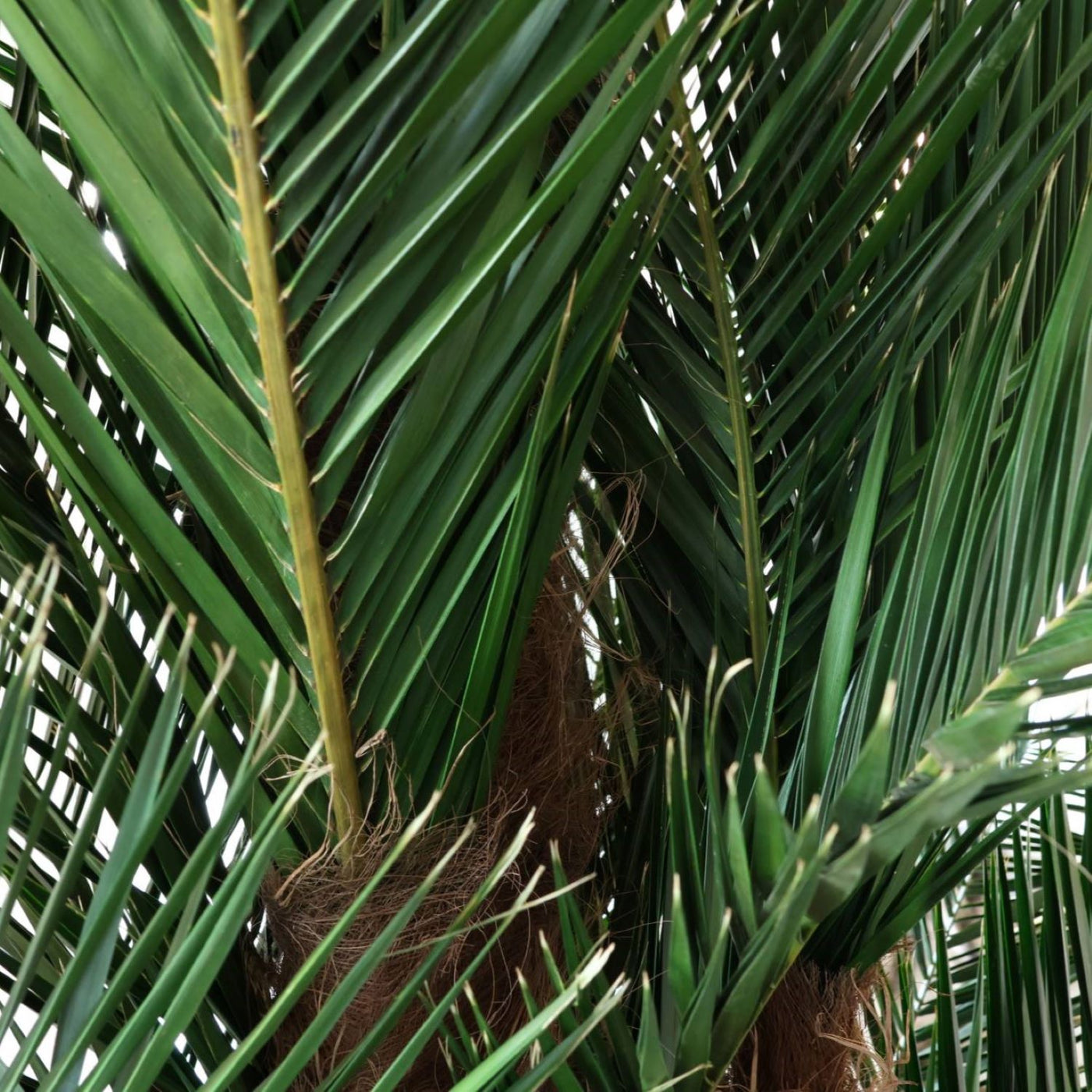 Phoenix Palme kräftig Detail