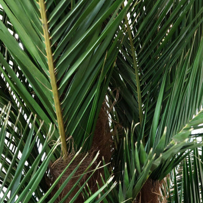 Phoenix Palme kräftig Detail