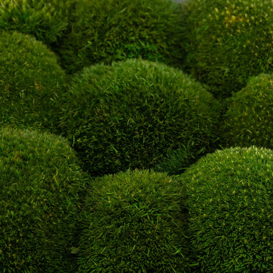 Kugelmoos grün