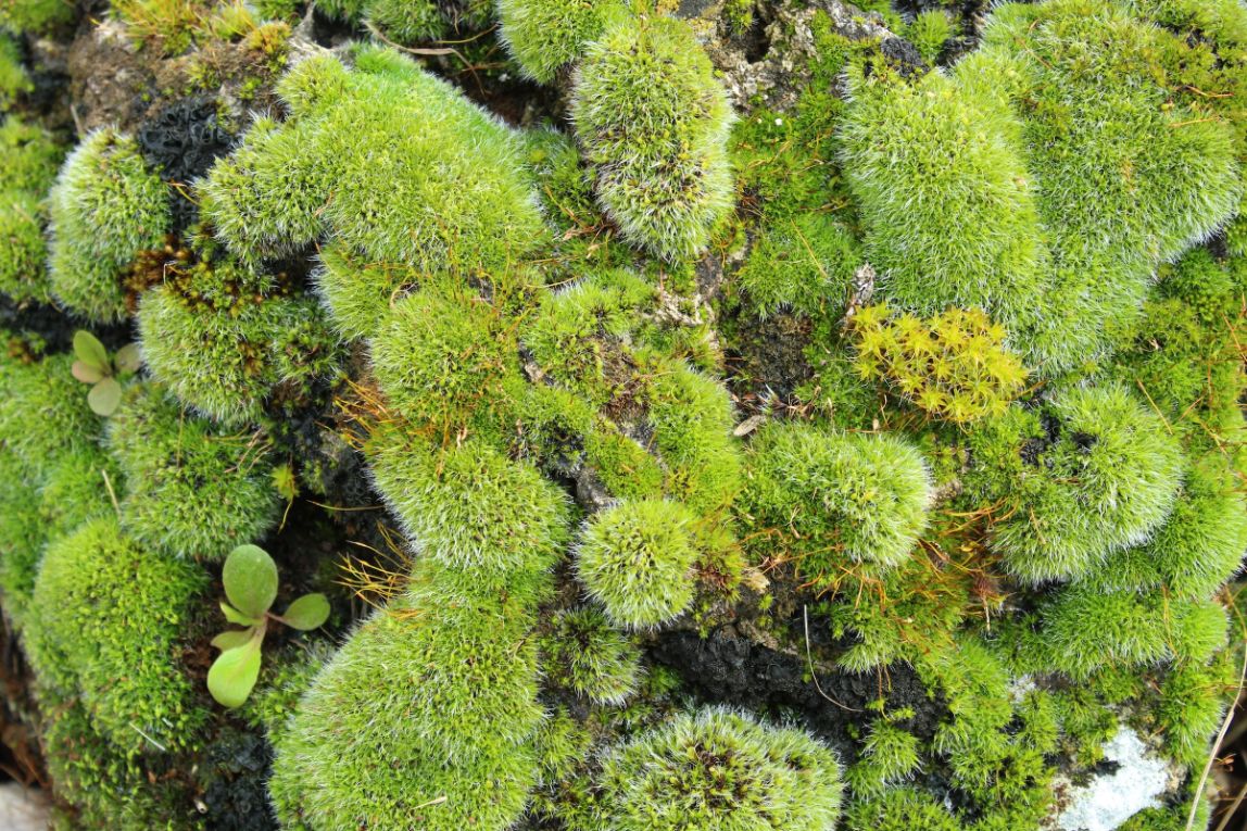 Kugelmoos im Wald