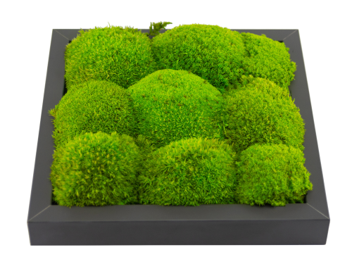 Kugelmoos