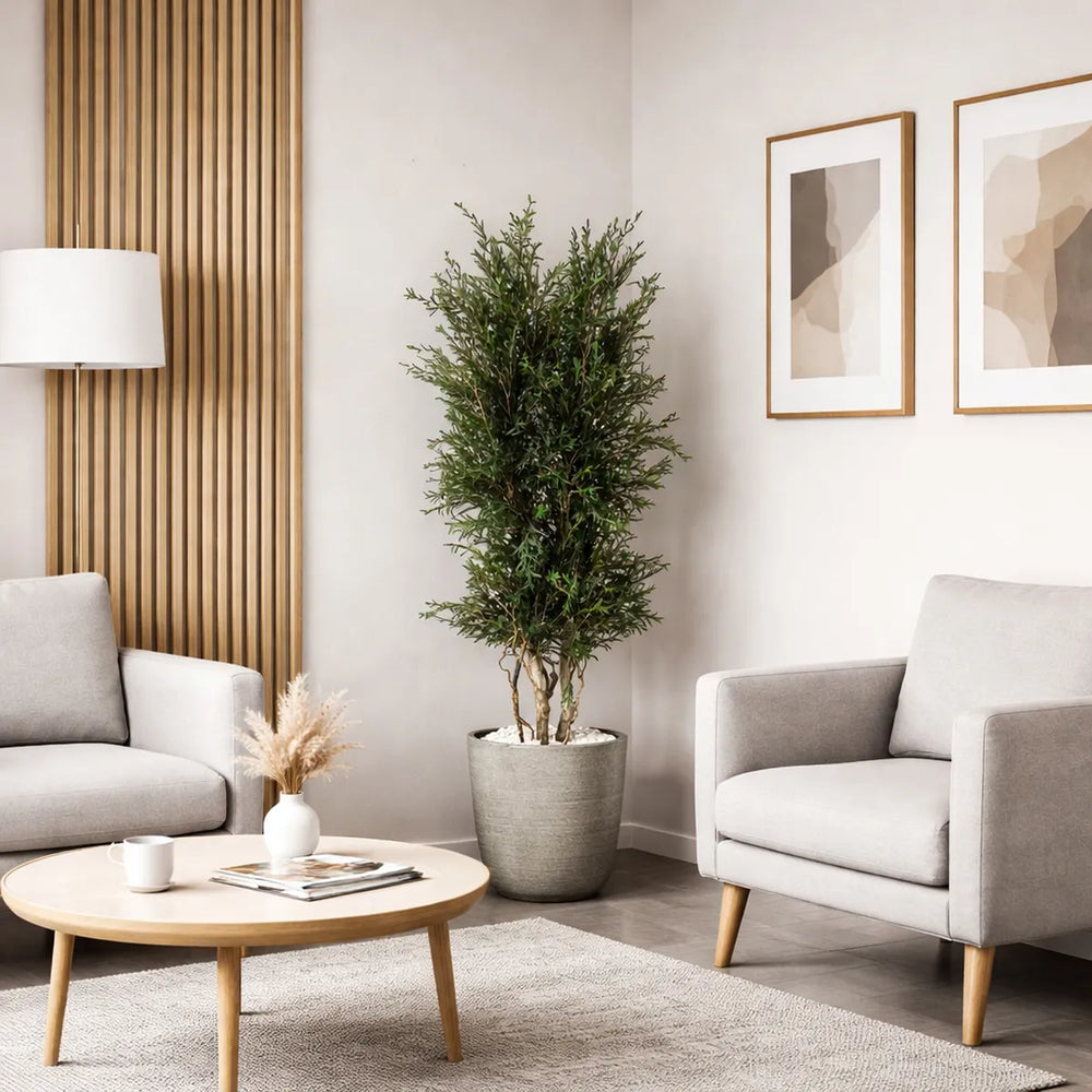 Lepto Longfolia Pflanze in Praxis-Wartebereich