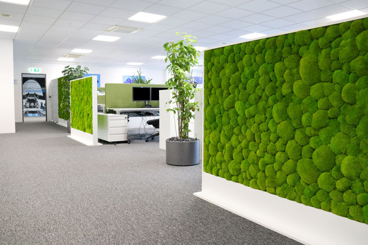 Raumtrenner mit Kugelmoos begrünt in Büro