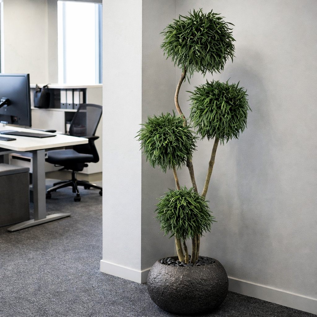 Nicoli Pflanze in Büro