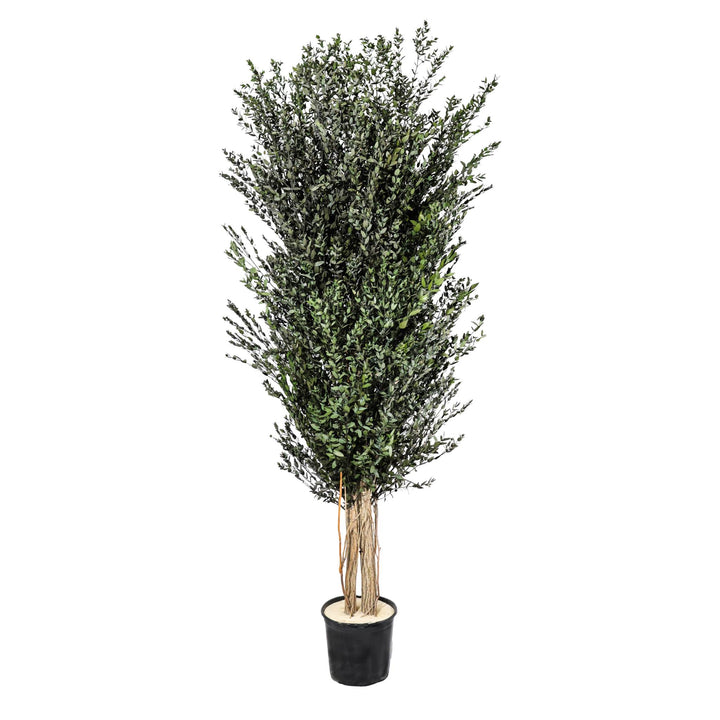 Parvifolia Pflanze 180 cm