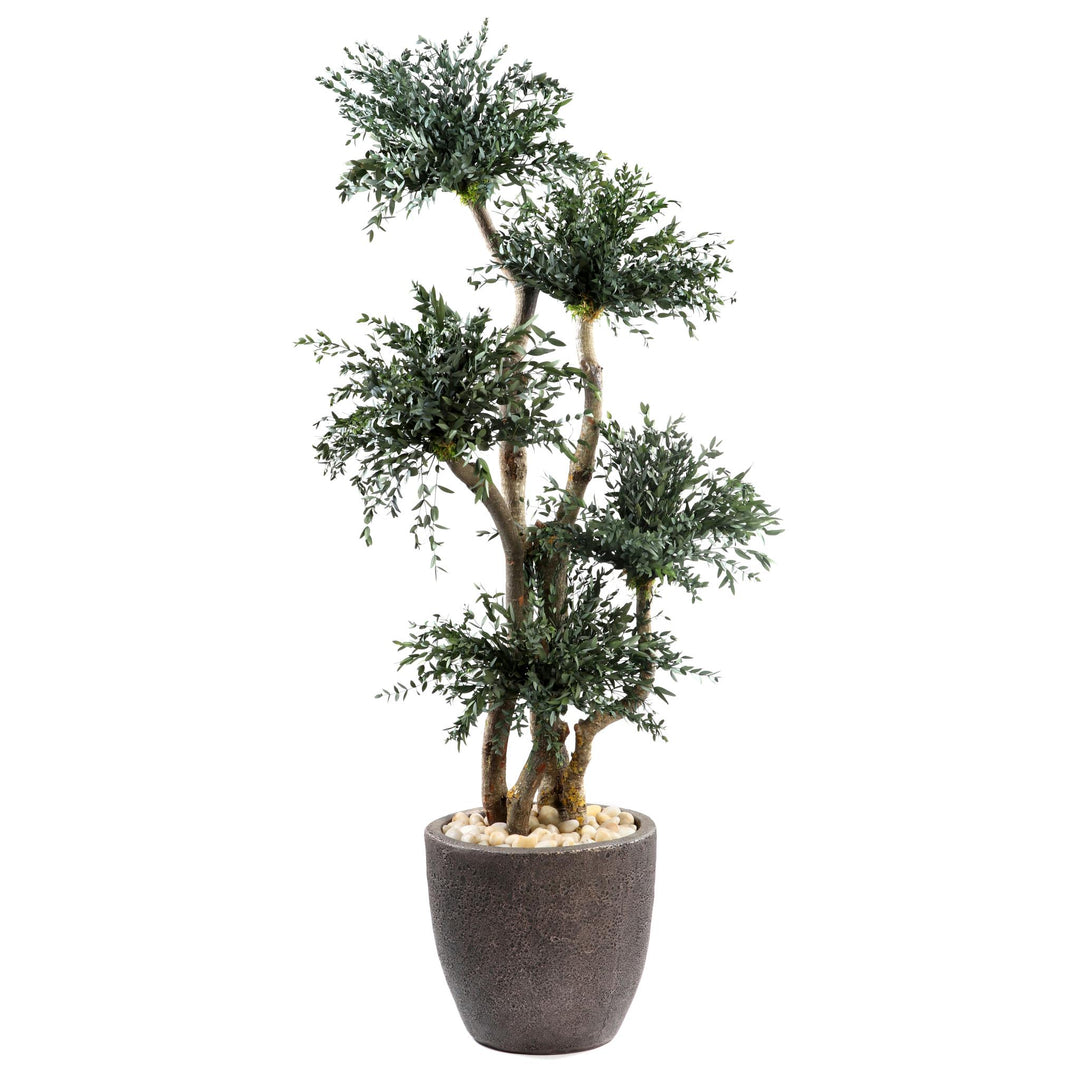 Parvifolia Baum 150 cm mit Topf
