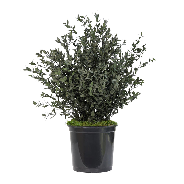 Parvifolia klein