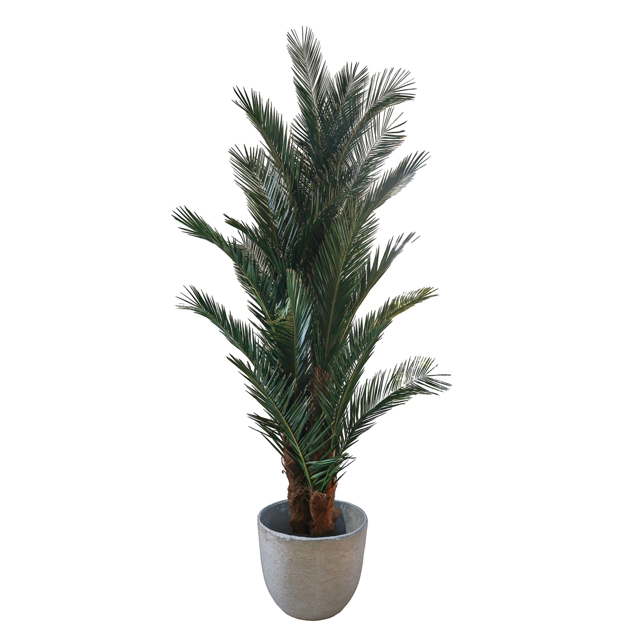 Phoenix-Palme 300cm hoch konserviert