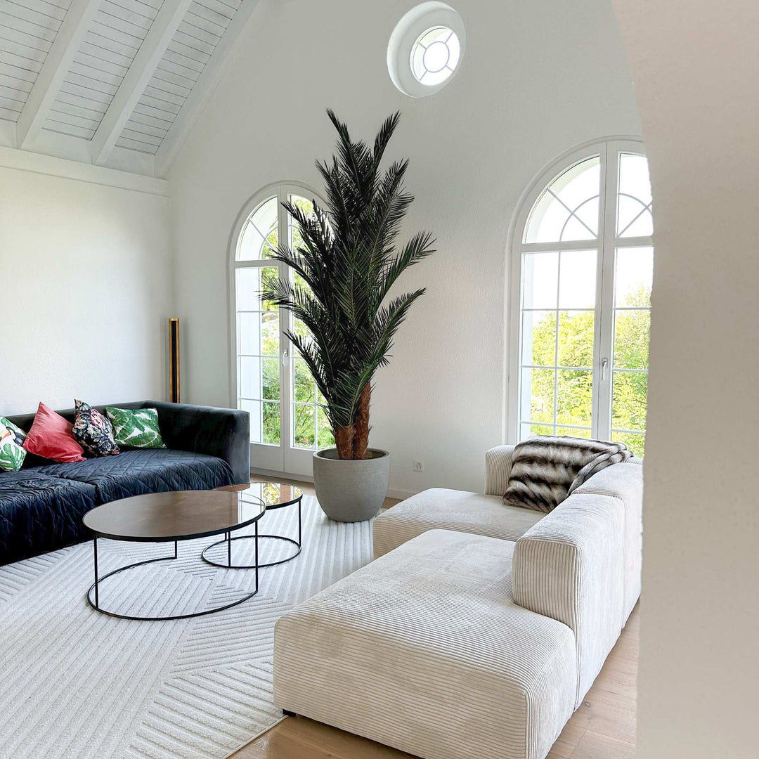 Phoenix Palm Robust
