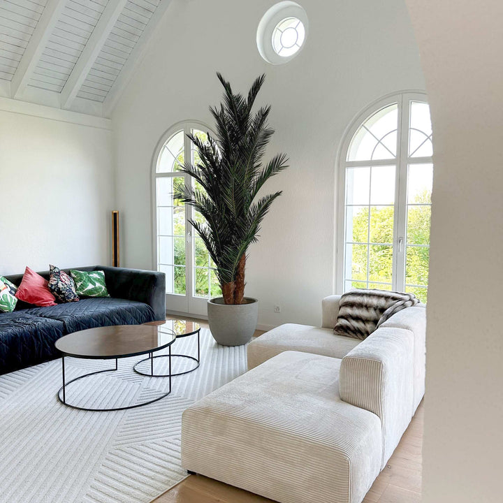 Phoenix Palm Robust