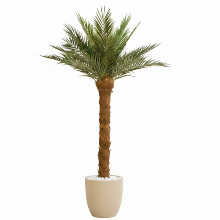 Phoenix Palme schlank 