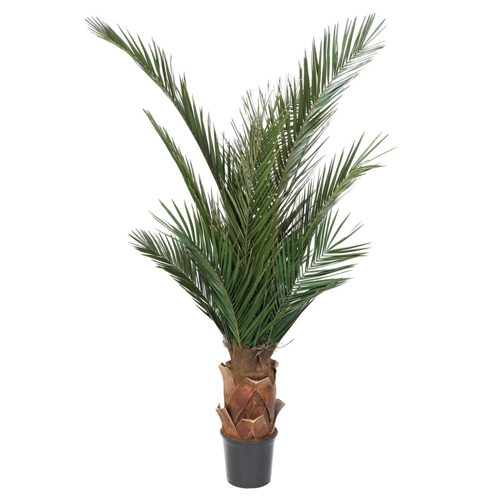 Phoenix Palm Thick
