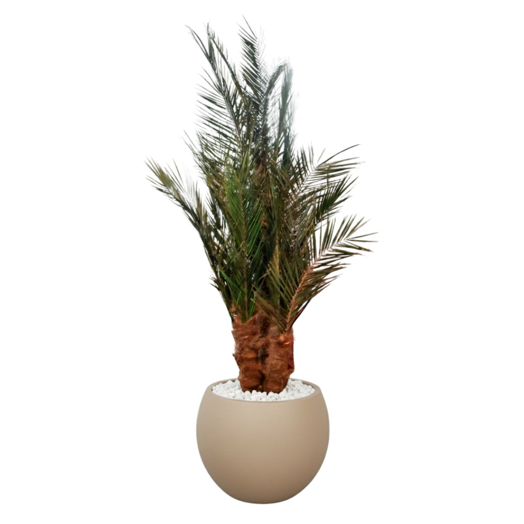 220cm grosse Phoenix Palme