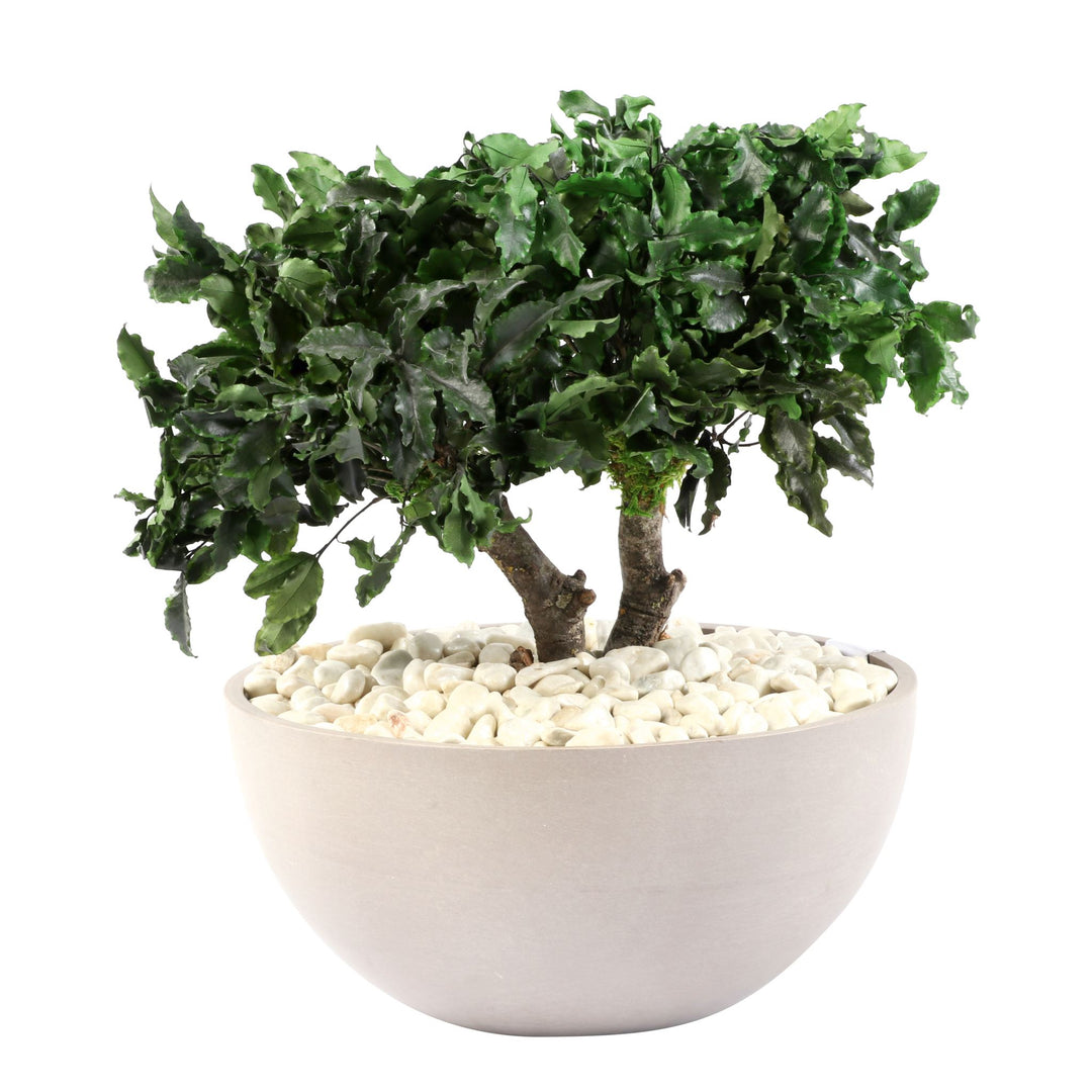 Pittosporum Bonsai