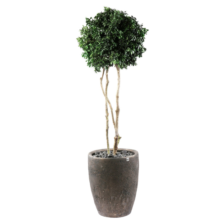 Pittosporum Crown