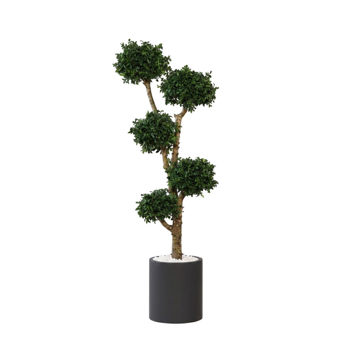 Pittosporum Baum stabilisiert 150 cm
