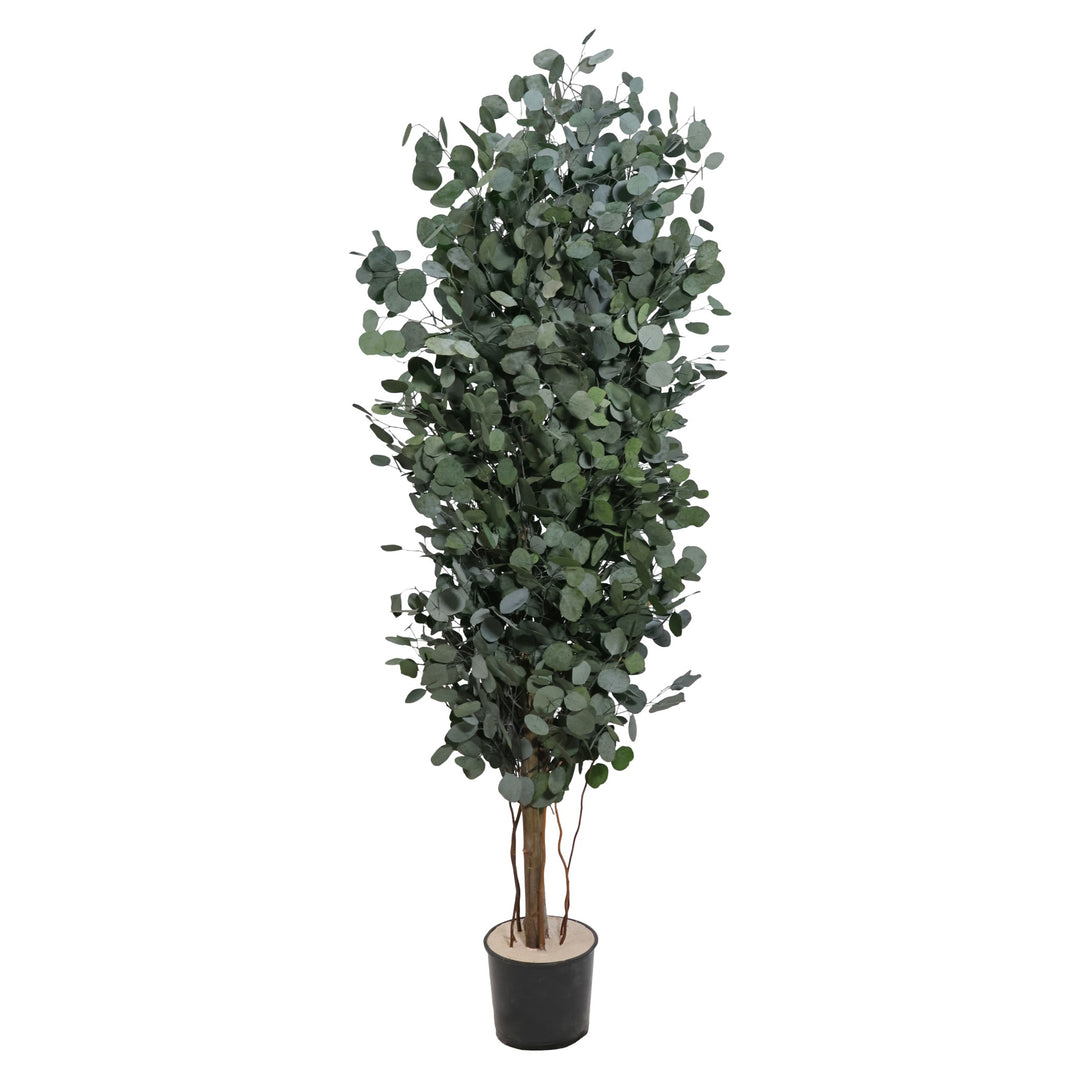 Populus Slim