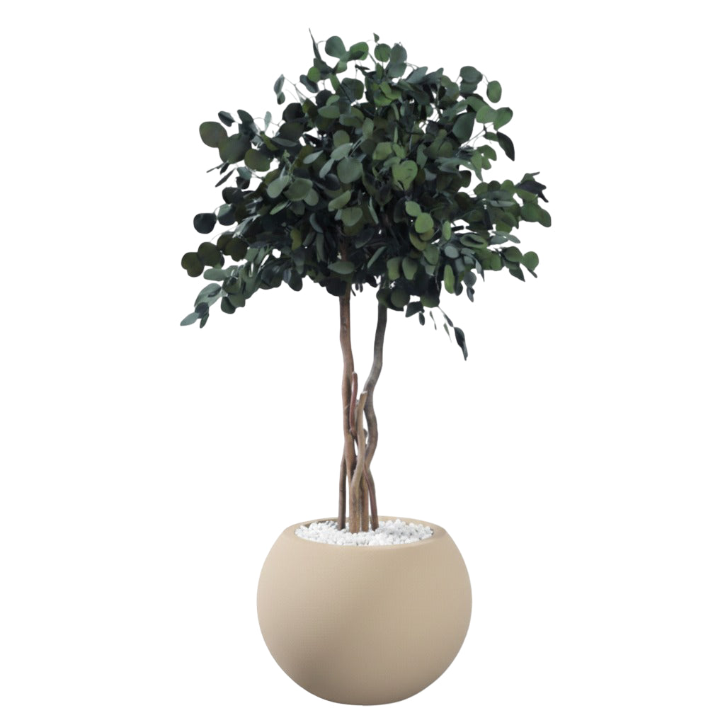 Populus Krone konservierter Eukalyptus 130cm hoch