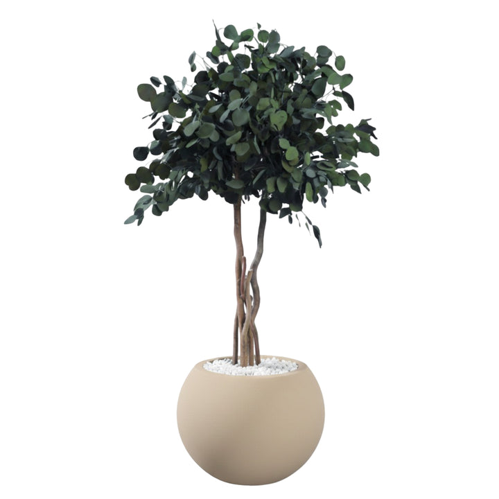 Populus Krone konservierter Eukalyptus 130cm hoch