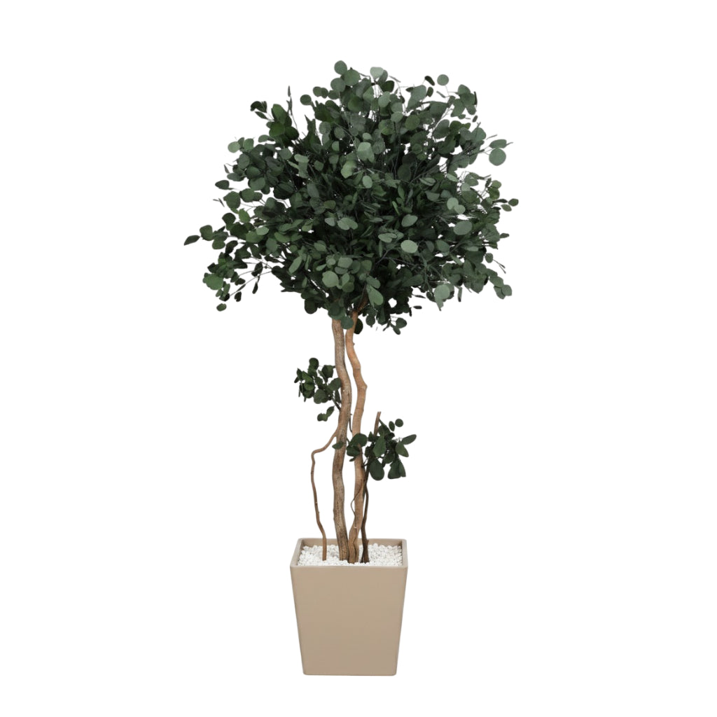 Populus mit Krone konservierter Eukalyptus 200cm hoch