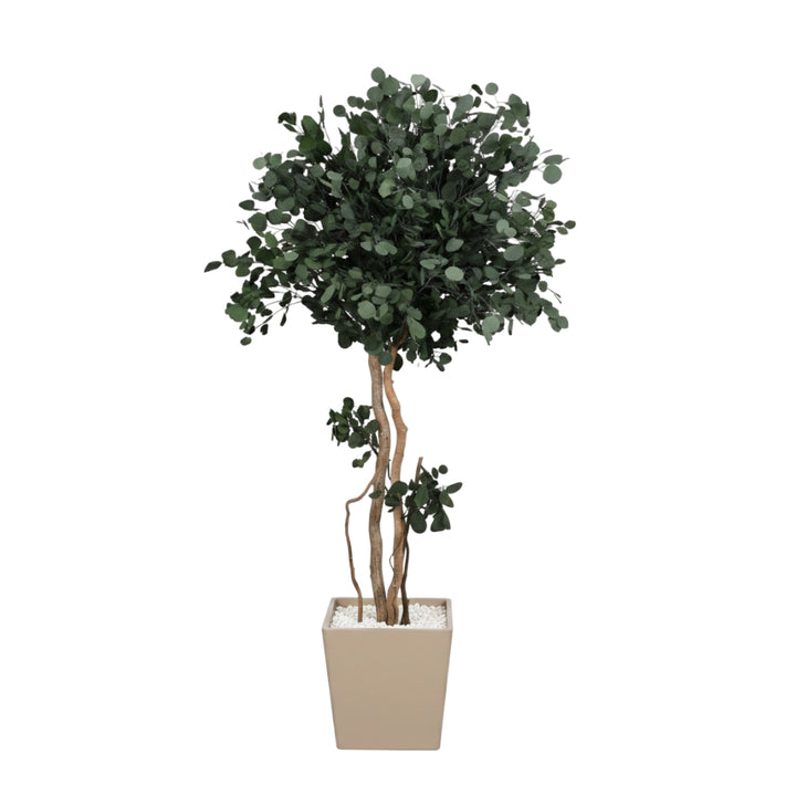 Populus mit Krone konservierter Eukalyptus 200cm hoch