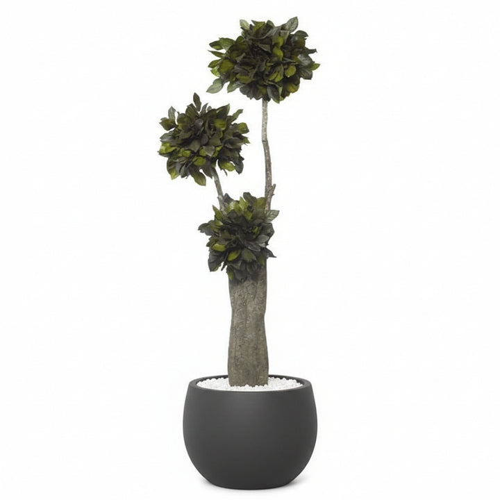 Salal Baum 190cm hoch