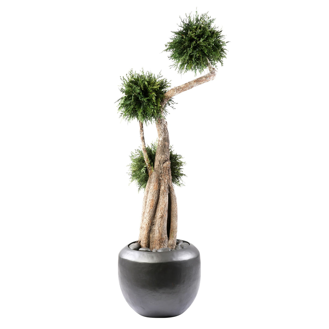 Thuja Baum