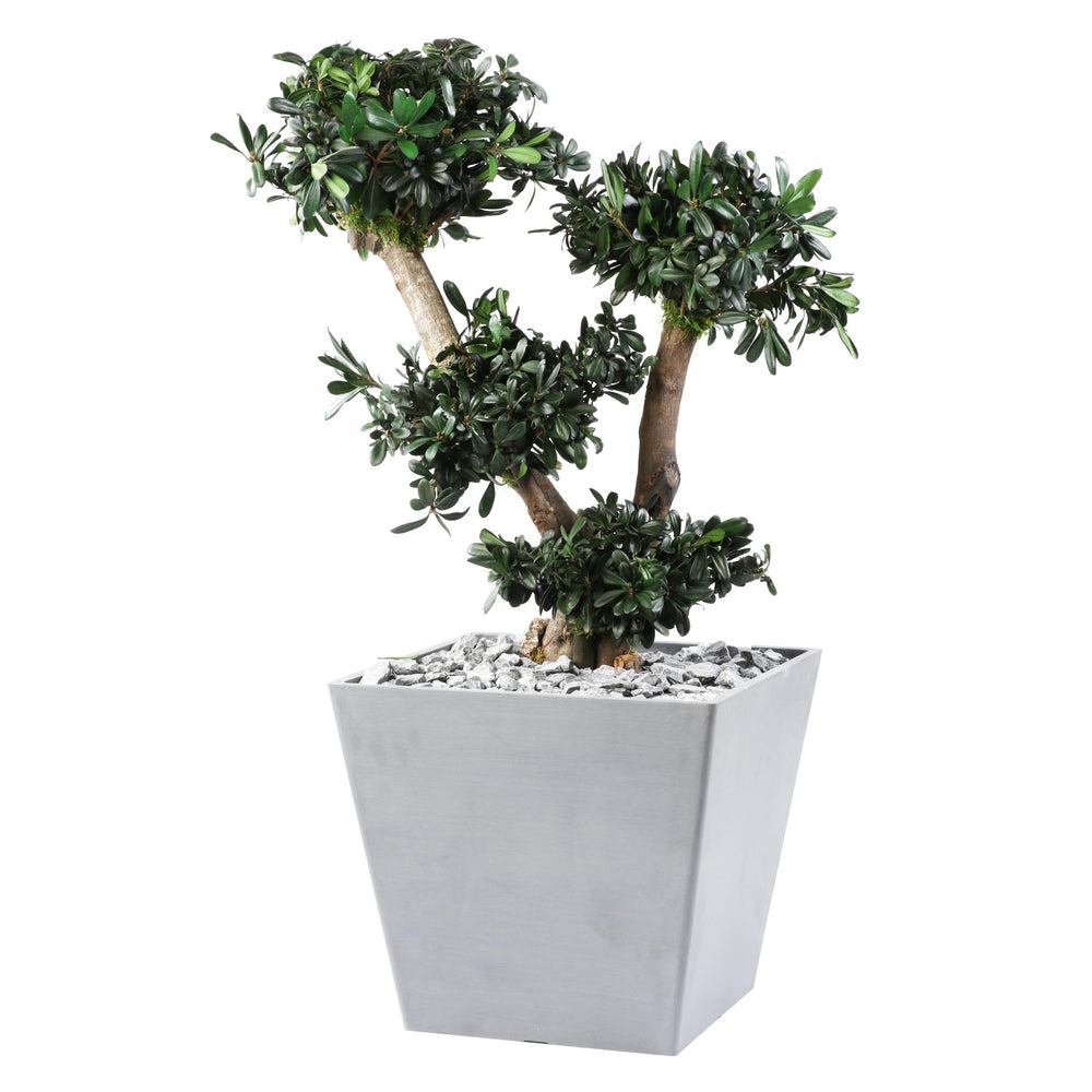 Tobira Bonsai 70 cm in Topf