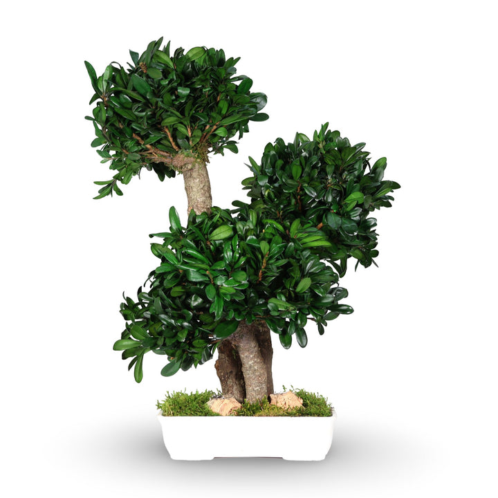 Tobira Bonsai 50 cm